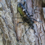 Thumbnail image for Asian longhorned beetles: Learn all about them at the Southborough Library