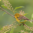 Thumbnail image for SOLF to host bird walk at the Beals Preserve on Saturday
