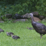 Thumbnail image for Let’s talk turkey: Share your comments on the wild birds of Main Street (Updated with photos)