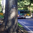 Thumbnail image for Marlboro Road family convinces selectmen tree should come down