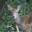 Thumbnail image for Southborough police log (10/21 – 10/23): Watch out for deer