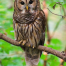 Thumbnail image for Get hands on with owls at the Library – November 3