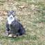 Thumbnail image for Do you know this cat?