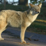 Thumbnail image for SOLF to learn about coexisting with coyotes at annual meeting – Tuesday, May 7