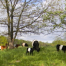 Thumbnail image for MWDN: Grass-fed beef from Breakneck Hill Farm