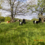 Thumbnail image for Breakneck Hill Cow Fund seeking help to “save the cows”; “future is still uncertain”