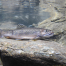 Thumbnail image for Protecting trout and small streams – November 21