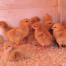 Thumbnail image for Free fun for tots on Friday: Egg-cellent party and learning about baby animals