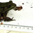 Thumbnail image for “Herptiles” discovered at Beals Preserve