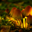Thumbnail image for Explore Southborough’s fascinating fungi this Sunday, October 26