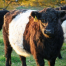 Thumbnail image for Reminder/Correction: Looking to save the cows? Public forum – April 26