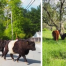 Thumbnail image for SouthboroughBelties: Cows on the hill for the summer