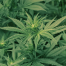 Thumbnail image for Town pursuing ban of “Recreational Marijuana” – public hearing Feb 27
