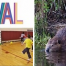 Thumbnail image for Weekend at a Glance: Beavers program for kids, Fay Festival, Rabies Clinic, theology of Star Wars, and Maple Syrup (Updated again)