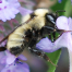 Thumbnail image for Protecting Bumblebees – February 7