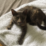 Thumbnail image for Missing her? Cat found on Moulton Road (Updated)