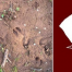 Thumbnail image for Wildlife Tracking at Beals Preserve – Saturday