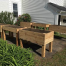 Thumbnail image for Senior Center’s Raised Bed Gardens – learn about lending a hand today at 11am