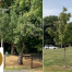 Thumbnail image for Historical Society looking for tree lovers: Apply to own a historic apple tree, sponsor new elms at the museum
