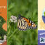 Thumbnail image for Events this week: Yoga on the Farm, Tech Time, Magic Show, Butterfly Hike, and Summer Nights