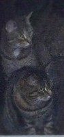 Lost cats (cropped from image posted to Facebook by Kendra Frary)