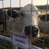 Steer behind electrified fence at CHF (from farm blog)