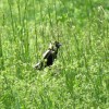 another bobolink at BHCL by Dawn Vesey Puliafico