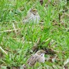 more savannah sparrows at BHCL by Dawn Vesey Puliafico