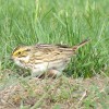 savannah sparrow at BHCL by Dawn Vesey Puliafico