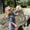 Preschool girl with goat