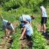St. Matthew's Youth Group weeded, killed Potato Beetles, and picked rocks