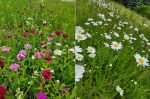 wildflower garden in May and June