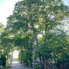 May 31st Tree removal hearing raises more questions