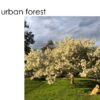 slide from Urban Forest presentation (image from Planning meeting packet)