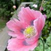 Southborough Gardeners at Heritage Day - Poppy