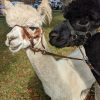 Alpacas (from Southborough Trails Committee Facebook post)