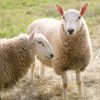 All About Sheep and Wool (from TTOR website)