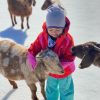 Preschool Farm Explorers (from Facebook)