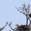 Osprey and Bald Eagle at the Sudbury Reservoir in Southborough by SVT member Steve Foreman