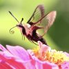 Snowberry Clearwing by SVT member Steve Forman