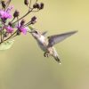 Ruby-throated Hummingbird by SVT member Steve Forman