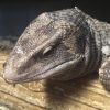 Animal Adventures' savannah monitor lizard (from Facebook)