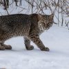 Bobcat by SVT member Jon Turner