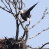 cropped shot of a Bald Eagle at the Sudbury Reservoir in Southborough by SVT member Steve Foreman