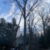 tree removals from DPW Facebook page