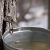 Maple tapping from Chestnut Hill Farm event page