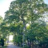 Stockwell-Highland trees (by Beth Melo)