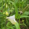 Bombus vagans at Beals Preserve - cropped from photo credited to Dr Robert Gegear