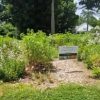 Library pollinator garden (contributed photo)