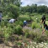 Volunteers at Beals garden (from Native Plant Gardens of Southborough Facebook post